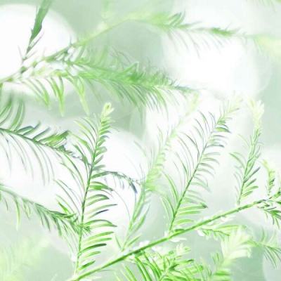 乱世萌将bt版下载